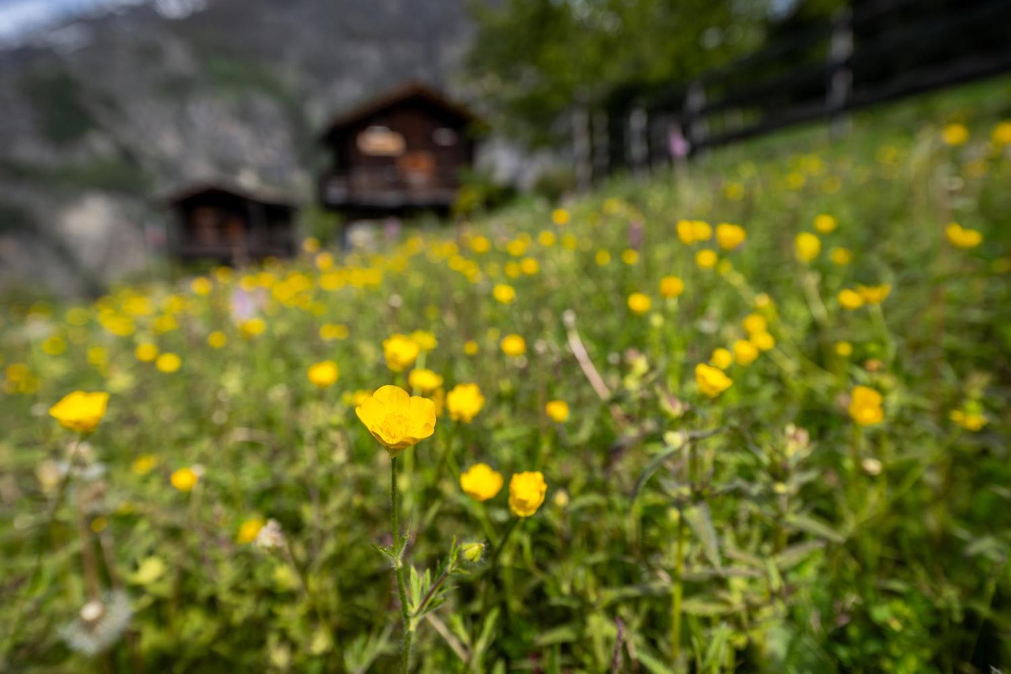 korn-stadel ARIDA PRATA natur pur Grächen Exterior foto