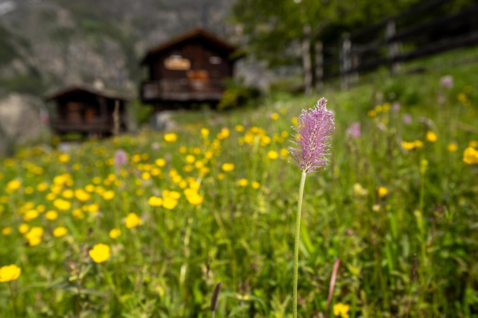 korn-stadel ARIDA PRATA natur pur Grächen Exterior foto