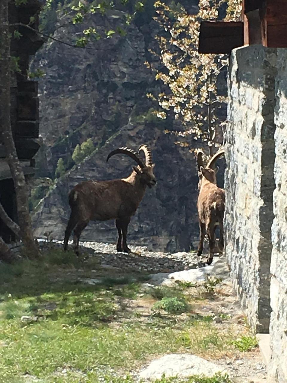 korn-stadel ARIDA PRATA natur pur Grächen Exterior foto